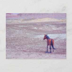 Wüstenpferd P8640 Postkarte