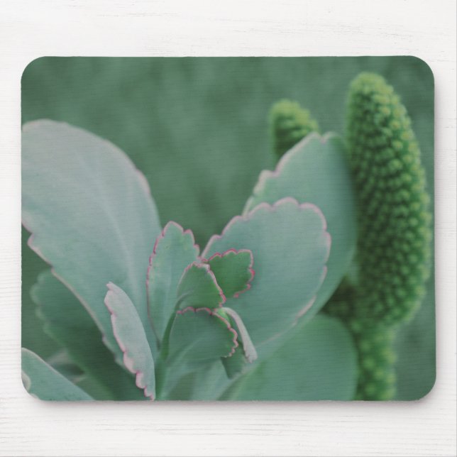 WüstenPflanze Mousepad (Vorne)