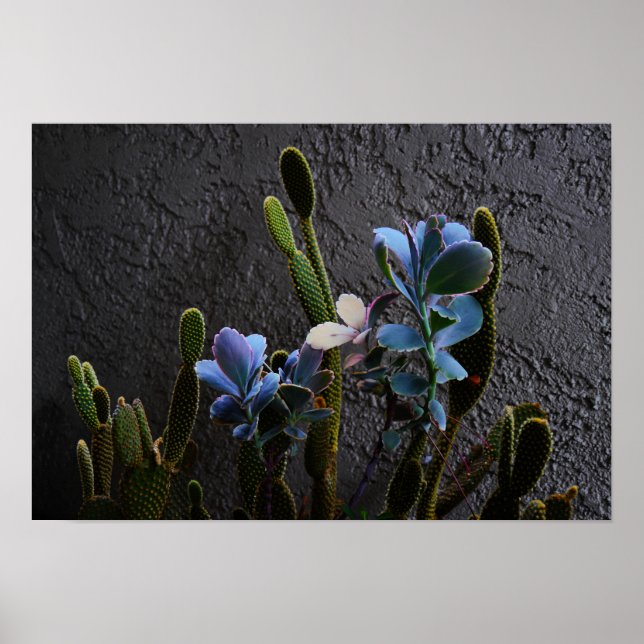 WüstenPflanze Poster (Vorne)