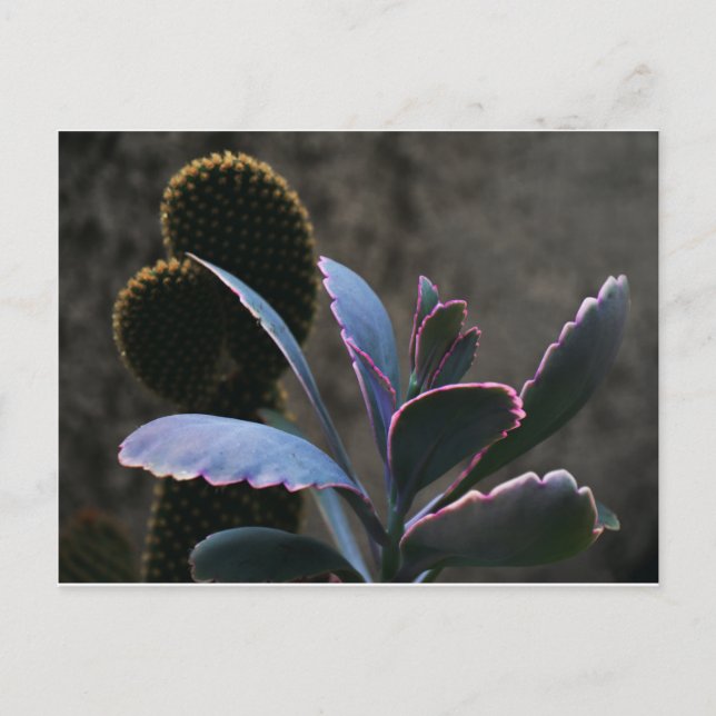 WüstenPflanze Postkarte (Vorderseite)