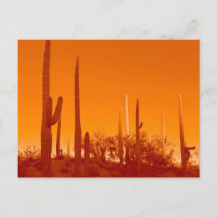 Wüstenpflanze Saguaro Postkarte