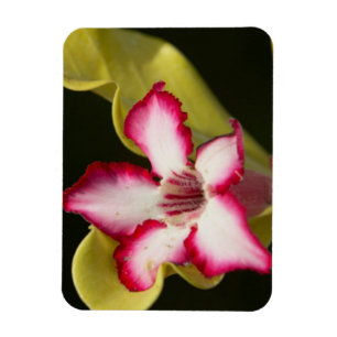 Wüstenrose (Adenium Obesum), Südafrika Magnet