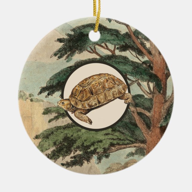 Wüstenschildkröte in der natürlicher keramikornament (Vorne)