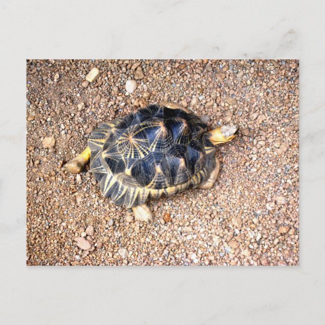 Wüstenschildkröte Postkarte (Vorderseite)