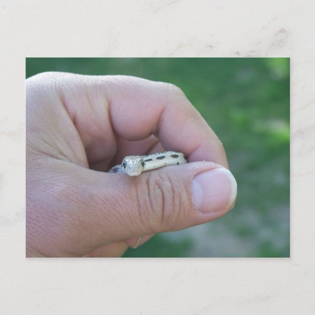 Wüstenschlange Postkarte (Vorderseite)