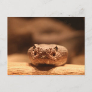 Wüstenschlange Postkarte