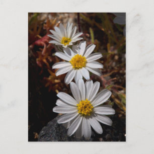 Wüstenstar-Wildblumen Postkarte