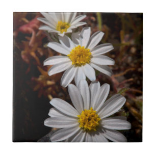 Wüstenstern-Wildblumen Fliese