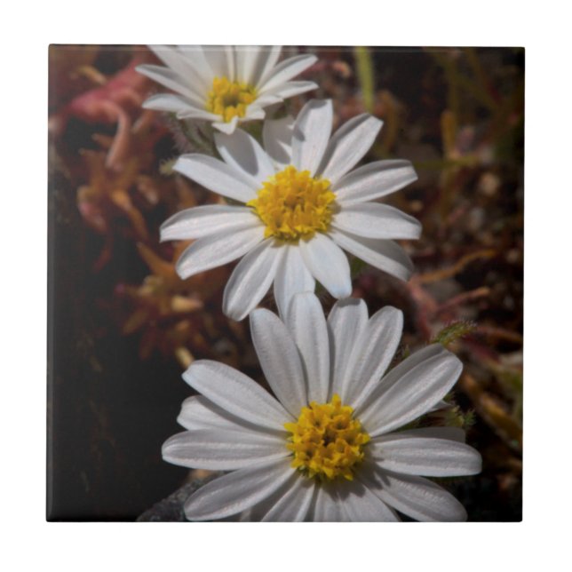 Wüstenstern-Wildblumen Fliese (Vorderseite)