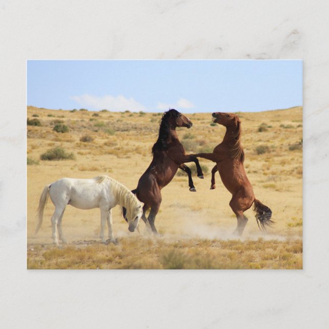 Wüstentanz Postkarte (Vorderseite)