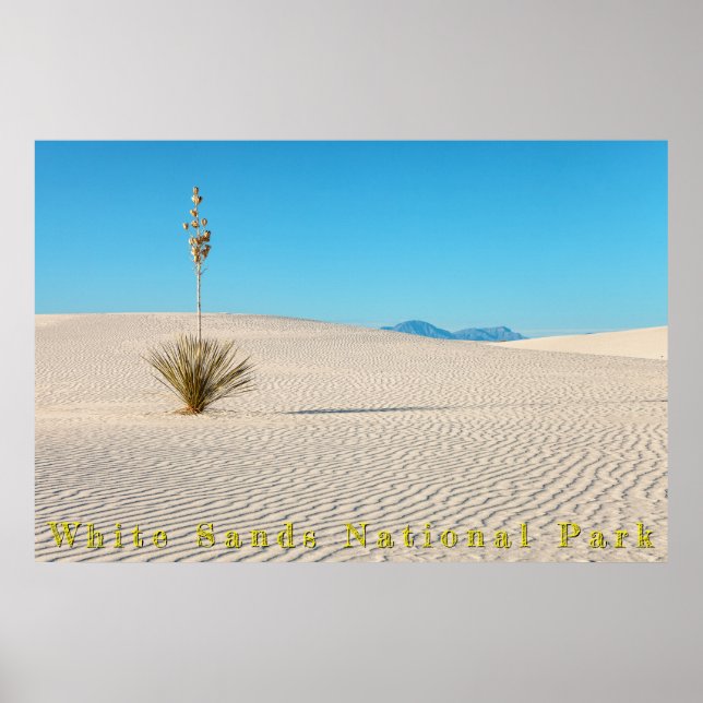 Wüstenweiße Sandlandschaft und Yucca Poster (Vorne)