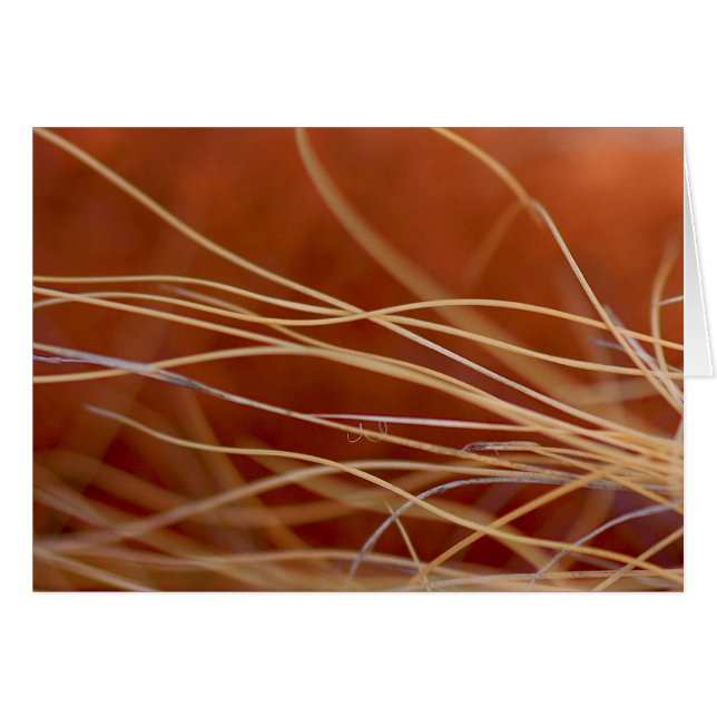 Wüstenwind (Vorderseite (Horizontal))