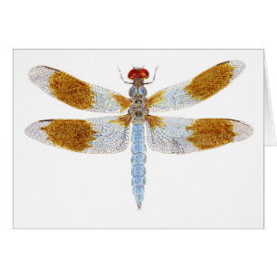 Wüstewhitetail-Libelle