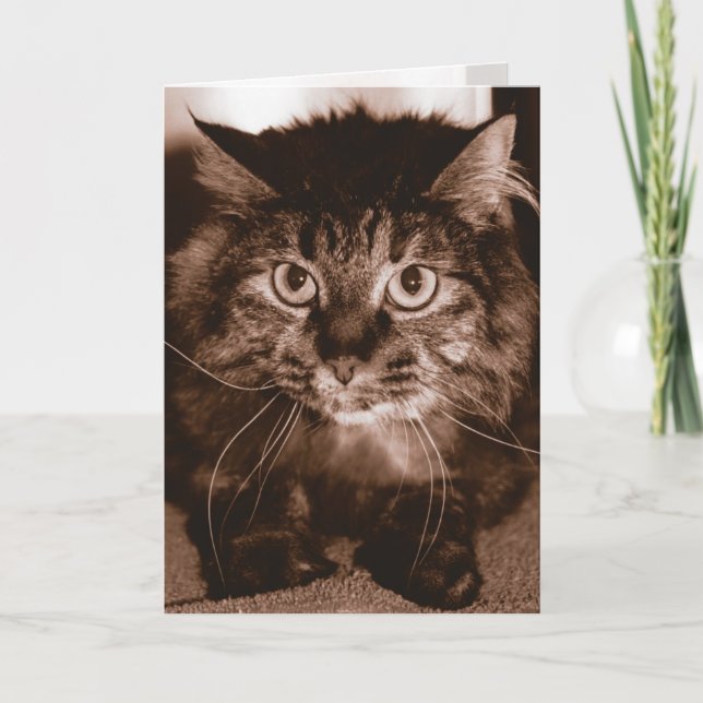 Wütende Katze Karte (Vorderseite)