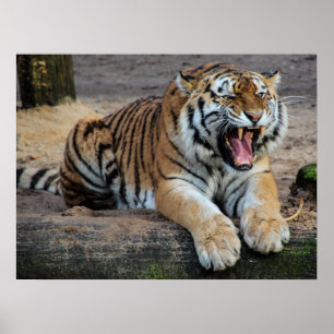 Wütender Brüllender Tiger-Foto-Poster Poster