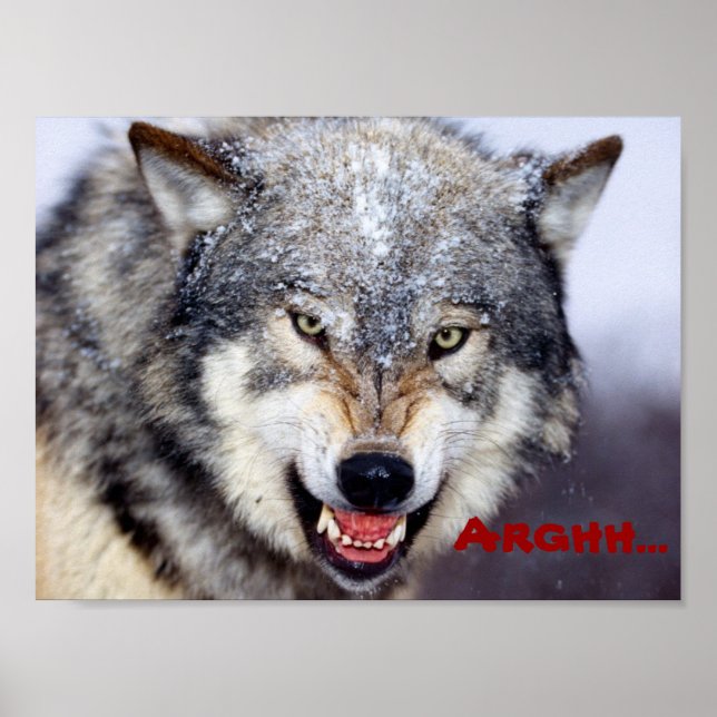 wütender Wolf Poster (Vorne)