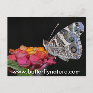 www.butterflynature.com postkarte
