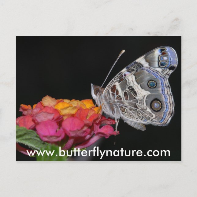 www.butterflynature.com postkarte (Vorderseite)