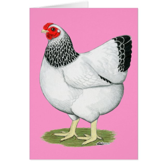 Wyandotte: Columbian Hen (Vorne)