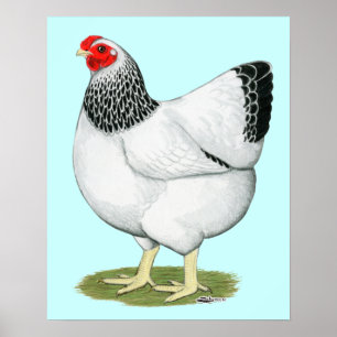 Wyandotte: Columbian Hen Poster