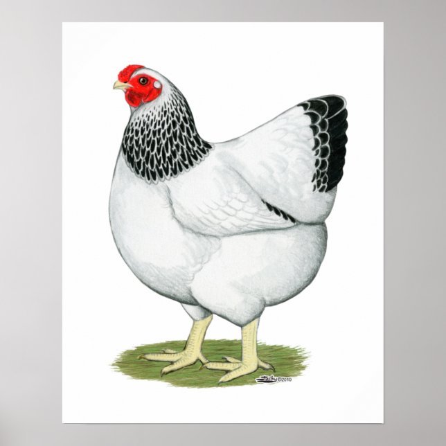 Wyandotte: Columbian Hen Poster (Vorne)