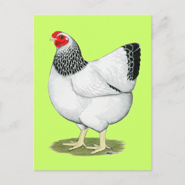 Wyandotte:  Columbian Hen Postkarte (Vorderseite)