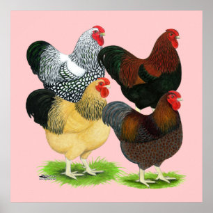 Wyandotte:  Rooster Assortment Poster