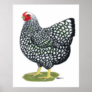 Wyandotte: Silberlackierte Hen Poster