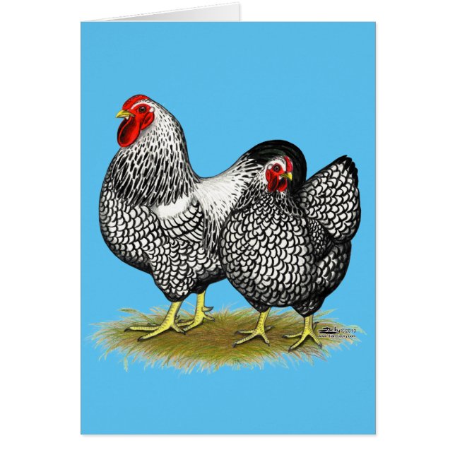 Wyandotte: Silberpaarung (Vorne)