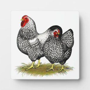 Wyandotte: Silberpaarung Fotoplatte