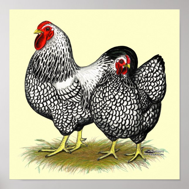 Wyandotte: Silberpaarung Poster (Vorne)