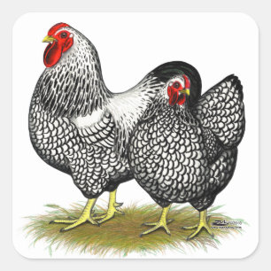 Wyandotte: Silberpaarung Quadratischer Aufkleber