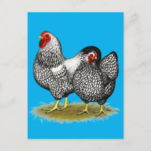 Wyandotte:  Silver Pair Postkarte