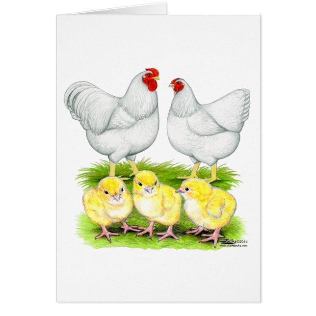 Wyandotte White Chicken Family (Vorne)