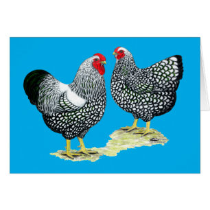 Wyandottes Silver-laced Pair