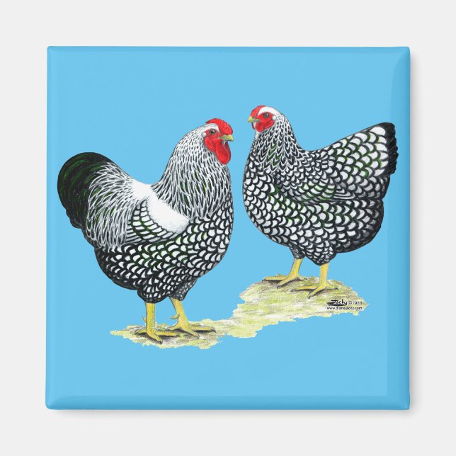 Wyandottes Silver-laced Pair Magnet (Vorne)