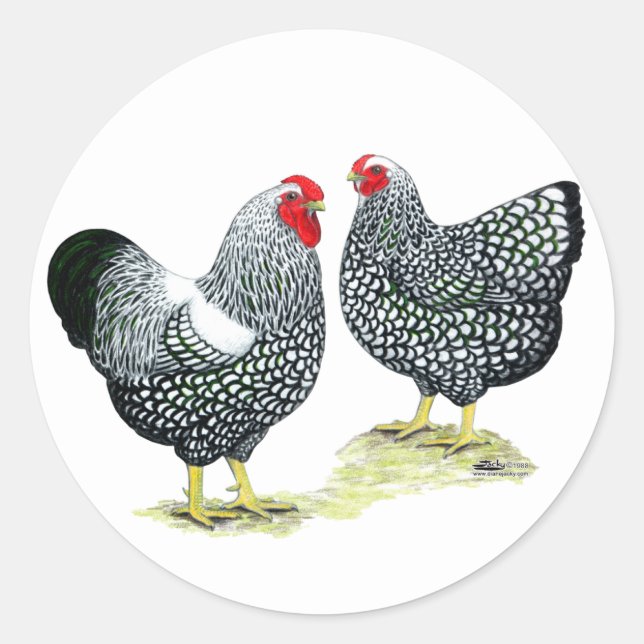 Wyandottes Silver-laced Pair Runder Aufkleber (Vorderseite)
