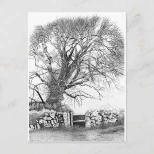 Wych Elm. Postkarte des Originals