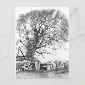 Wych Elm. Postkarte des Originals