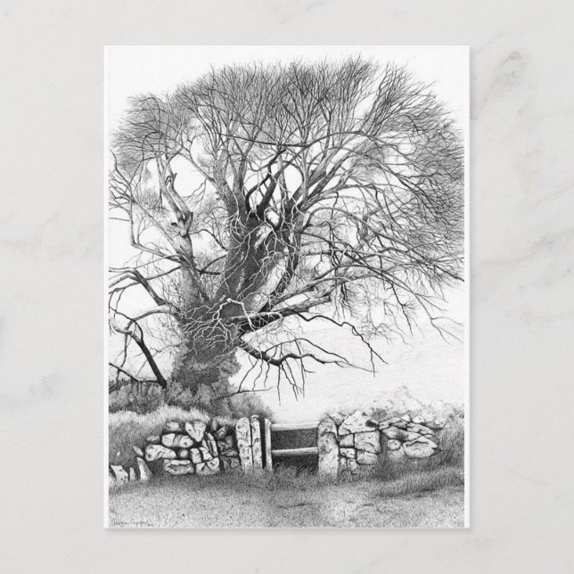 Wych Elm. Postkarte des Originals (Vorderseite)