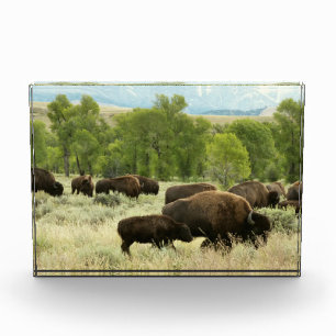 Wyoming Bison Natur Tierfotografie Fotoblock