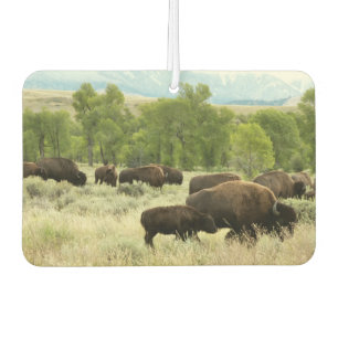 Wyoming Bison Nature Animal Fotografy Autolufterfrischer