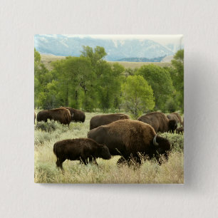 Wyoming Bison Nature Animal Fotografy Button