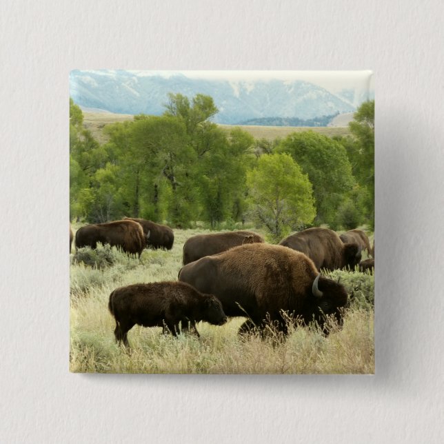 Wyoming Bison Nature Animal Fotografy Button (Vorderseite)