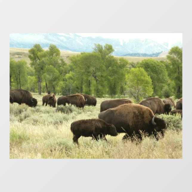 Wyoming Bison Nature Animal Fotografy Fensteraufkleber (Blatt)