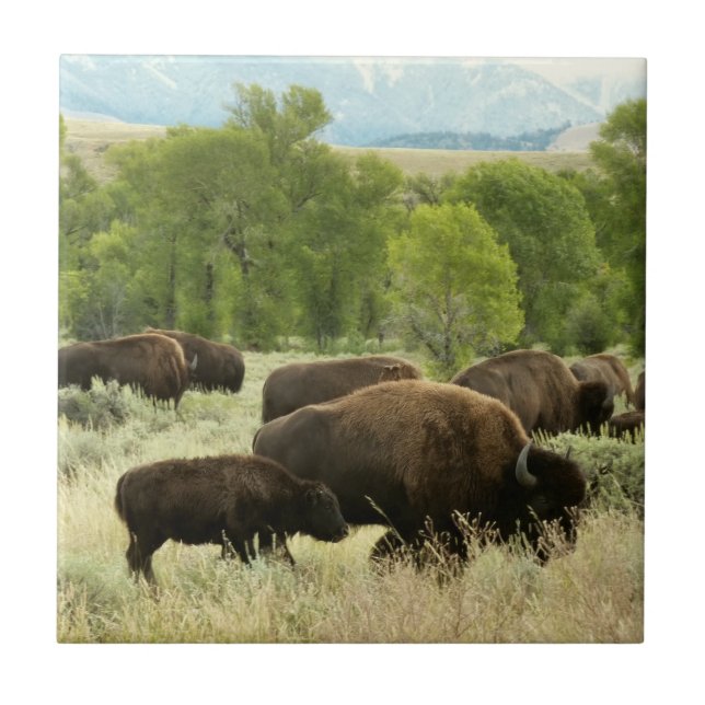 Wyoming Bison Nature Animal Fotografy Fliese (Vorderseite)