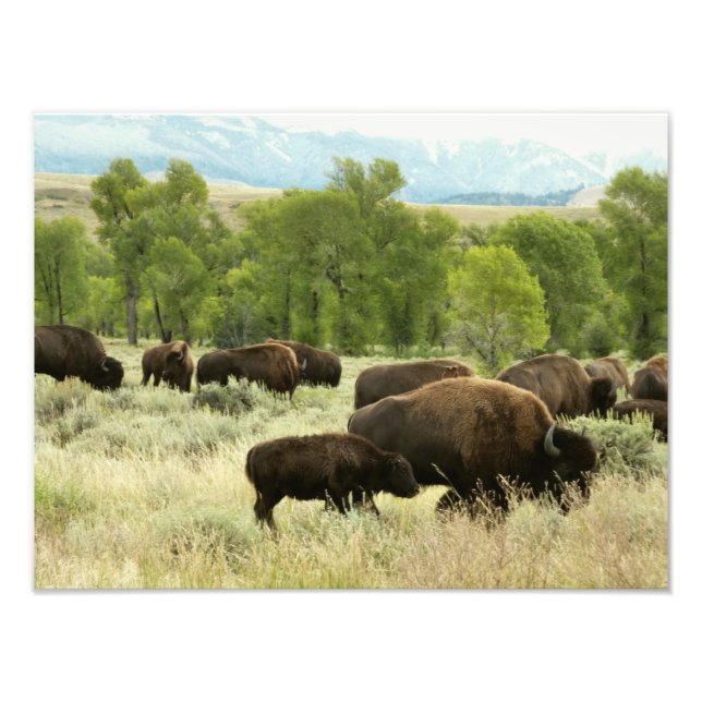 Wyoming Bison Nature Animal Fotografy Fotodruck (Vorne)