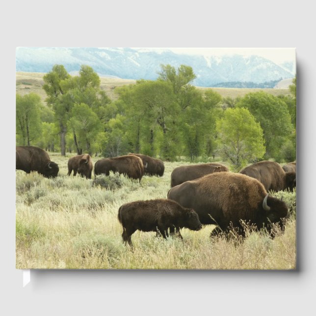 Wyoming Bison Nature Animal Fotografy Gästebuch (Vorderseite)