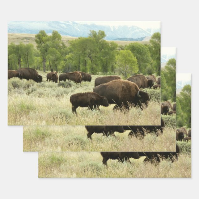 Wyoming Bison Nature Animal Fotografy Geschenkpapier Set (Set)