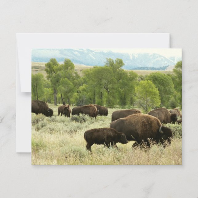 Wyoming Bison Nature Animal Fotografy Karte (Vorderseite)